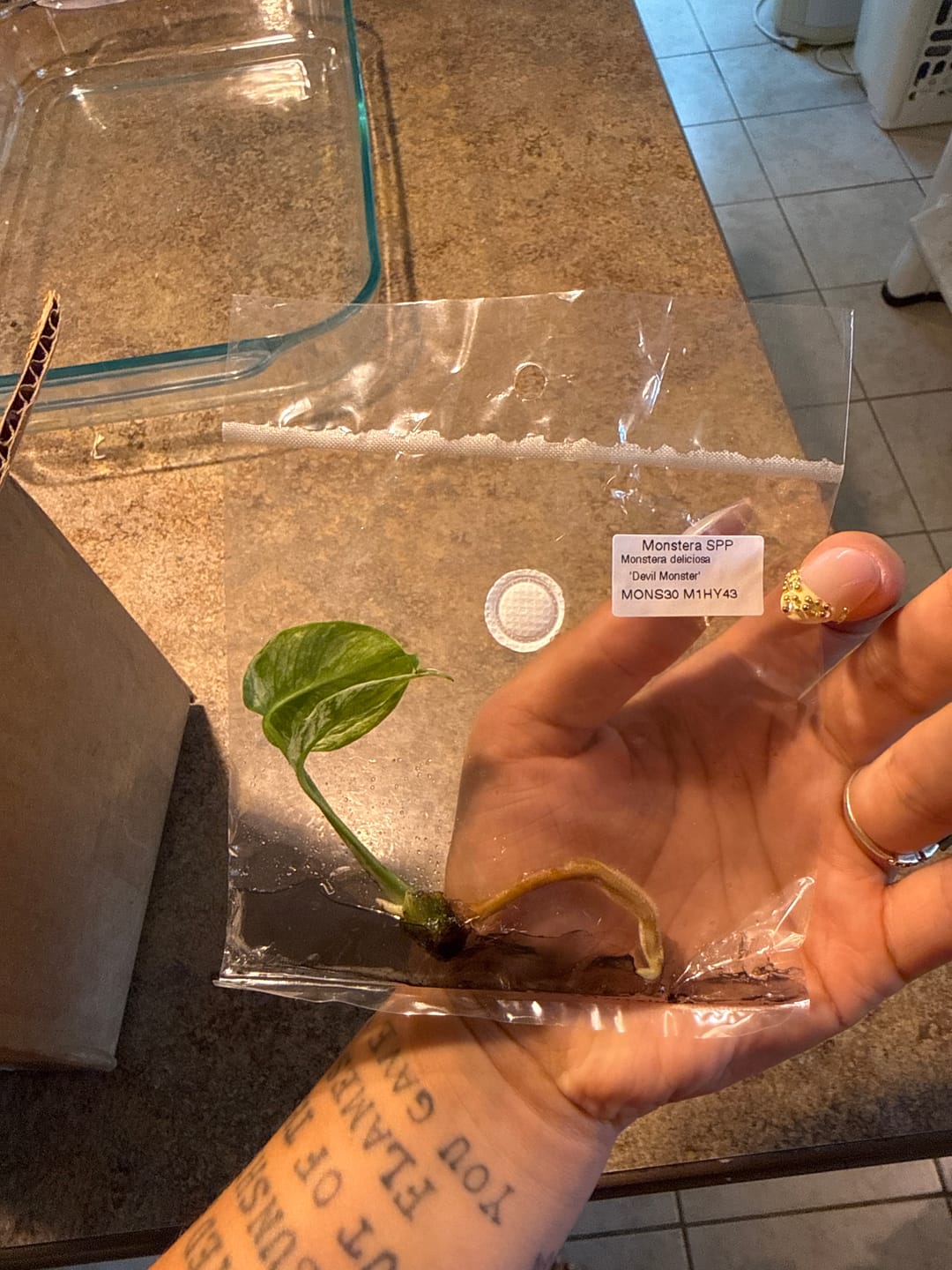 Customer photo of Tissue Culture Starter Kit