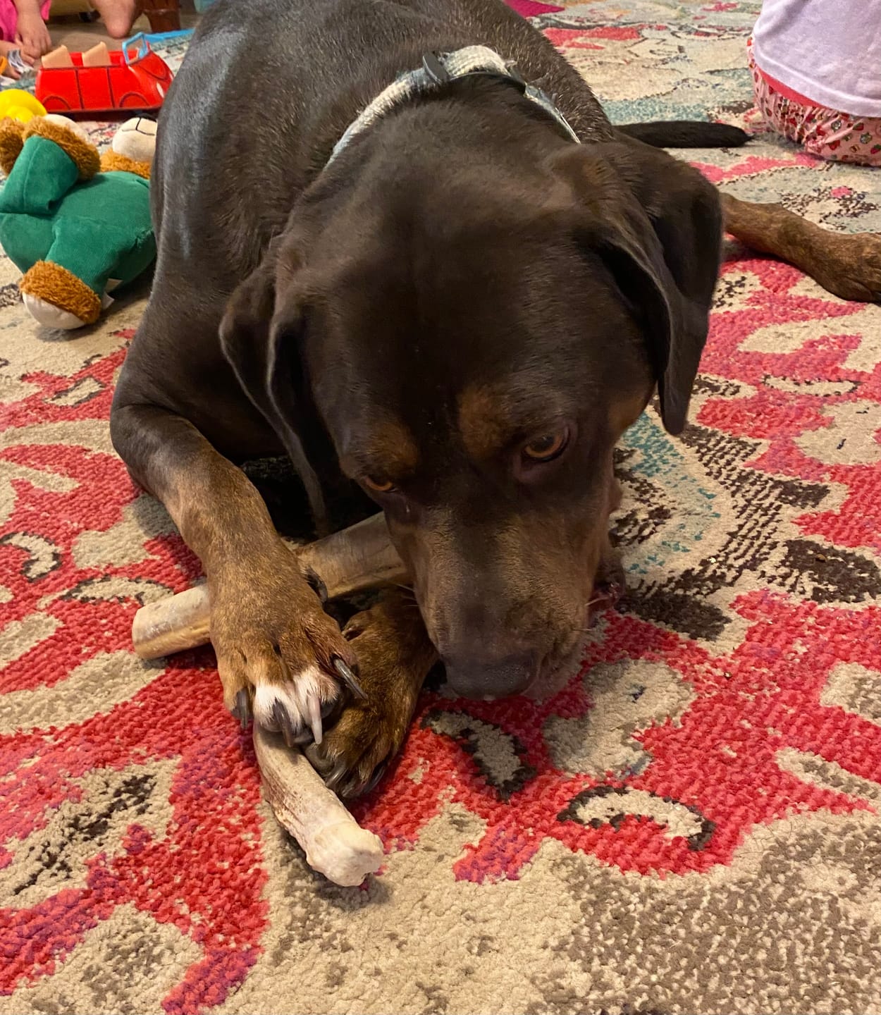 Customer photo review of Large Ostrich Cane (11.5" x 5"): The Ultimate Long-Lasting Chew for Medium, Large & XL Dogs