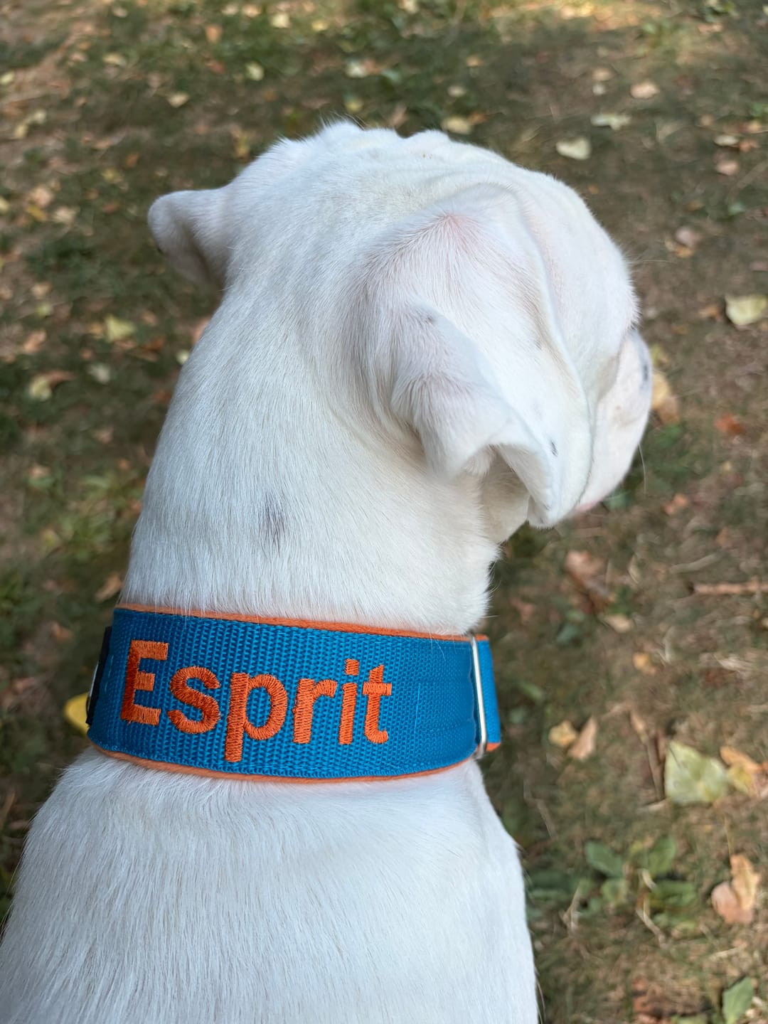 Customer photo review of Martingale halsband med namn