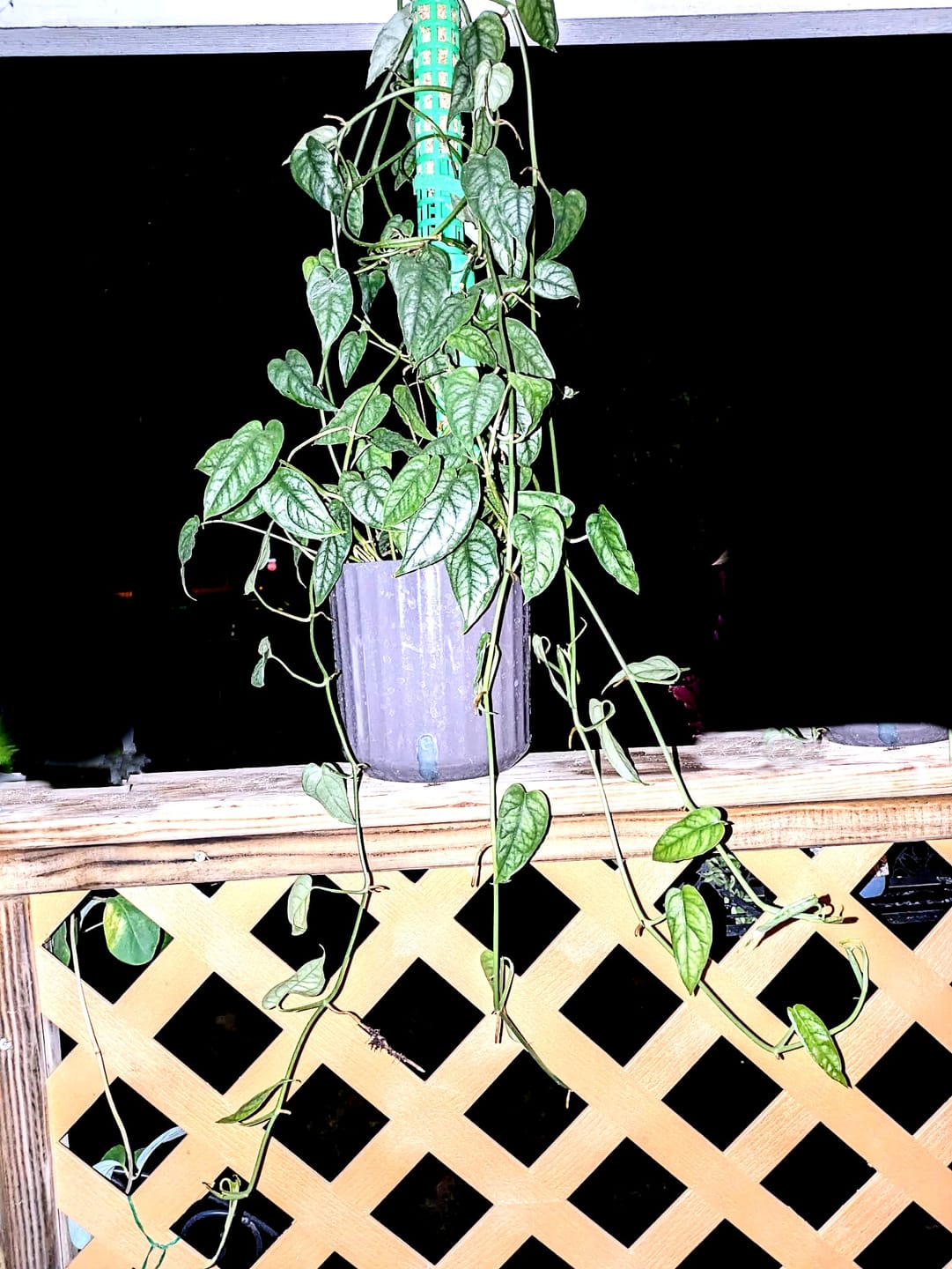 Customer photo review of Monstera siltepecana