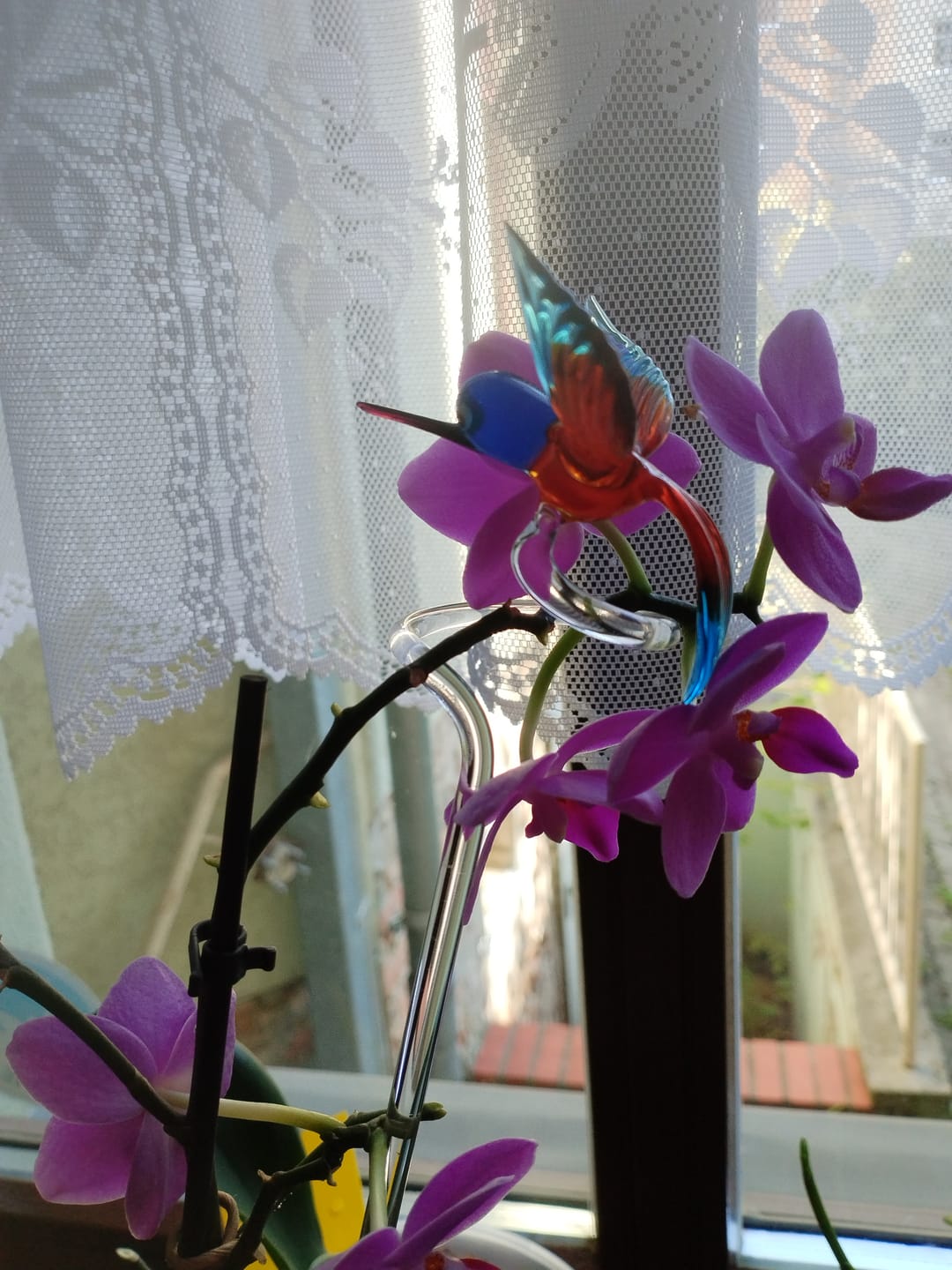 Customer photo review of Orchideenstab Eisvogel