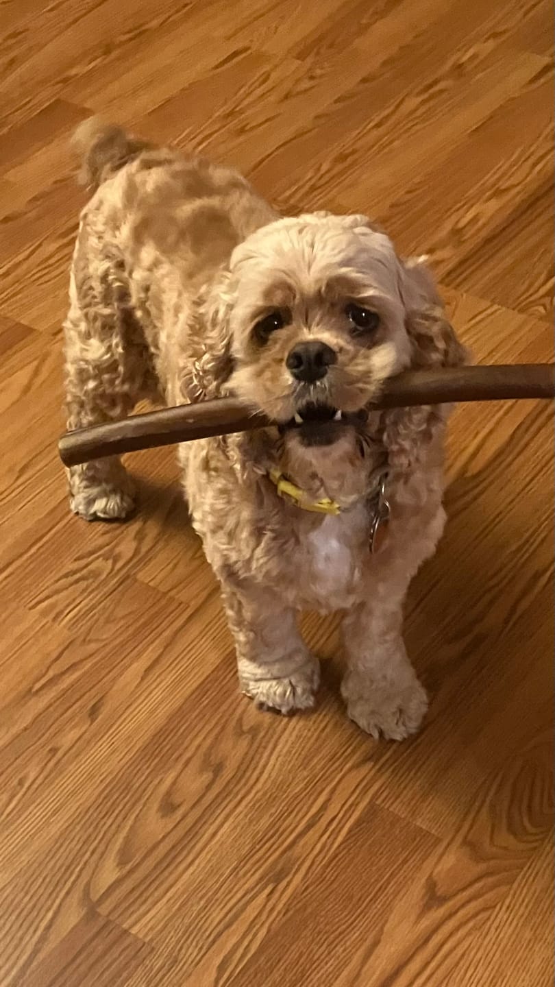 Customer photo review of Wholly Pup Gift Card