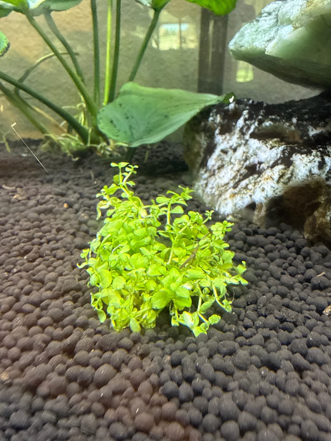 Customer photo review of 3X Micranthemum Monte Carlo Pots