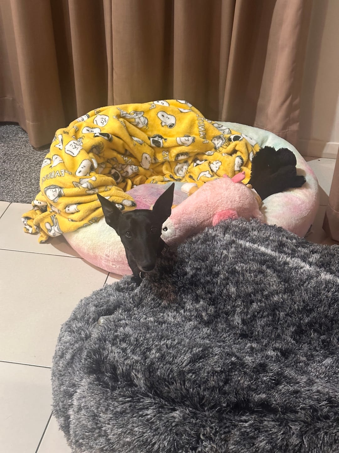 Customer photo review of Pet Cave Dog Bed - Removable Cover