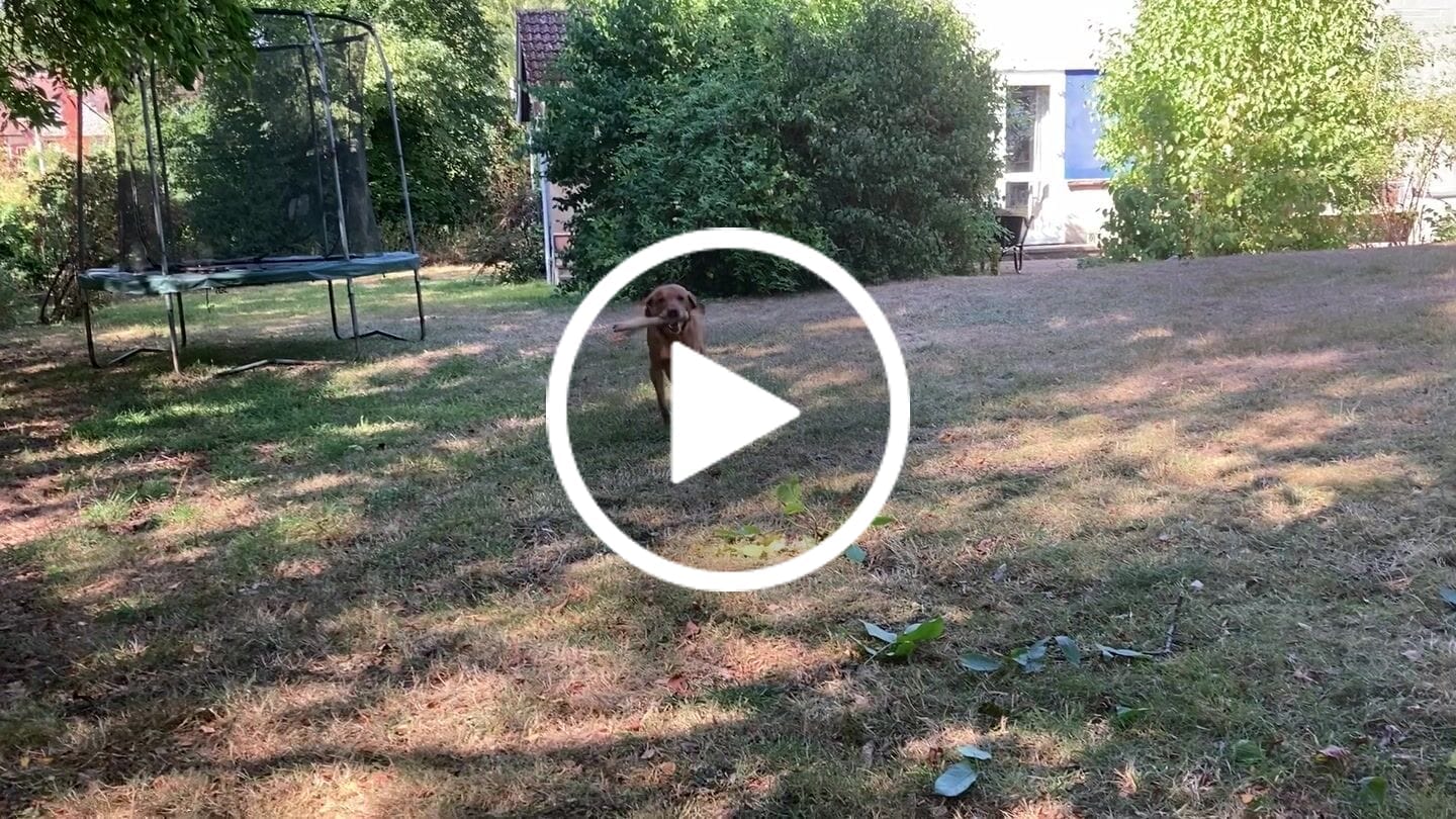 Customer video review of Natural Joint Support for Dogs | Tvati