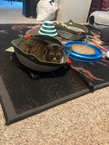 Customer's tabby cat resting inside an Instinct Basket on a patterned rug.