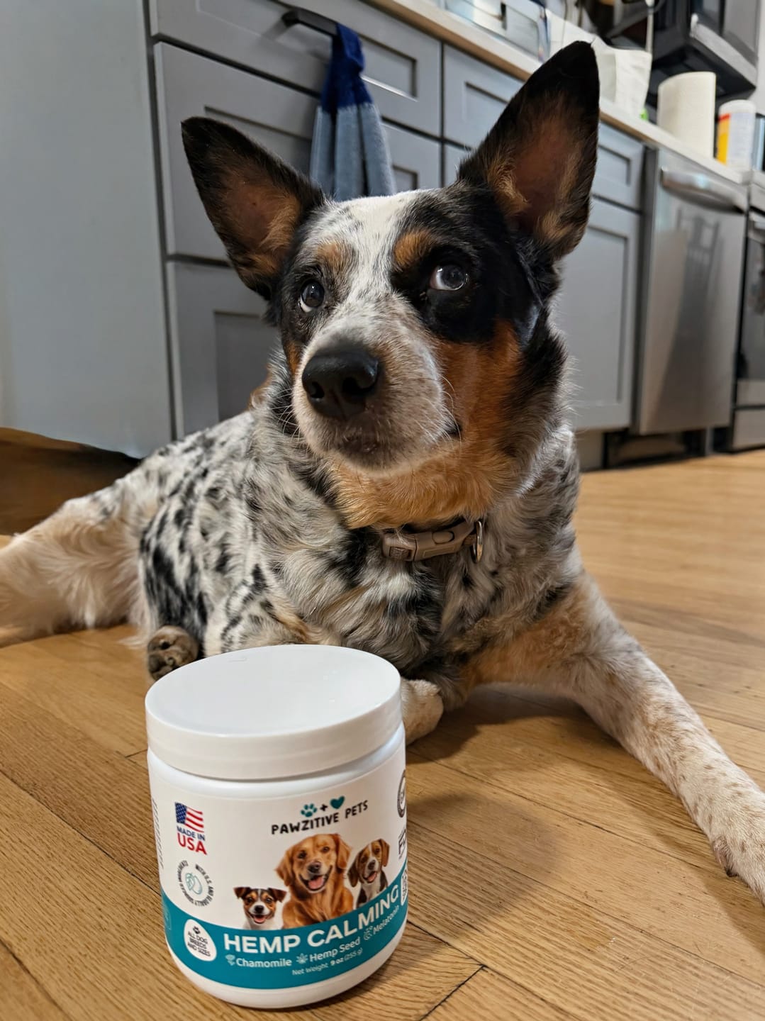 Customer photo review of Hemp Calming Chews for Dogs – 120 Soft Chews