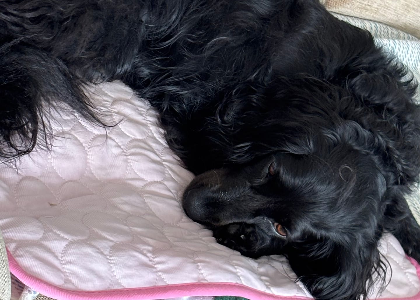 Customer photo review of ChillPaws™ Cooling Mat