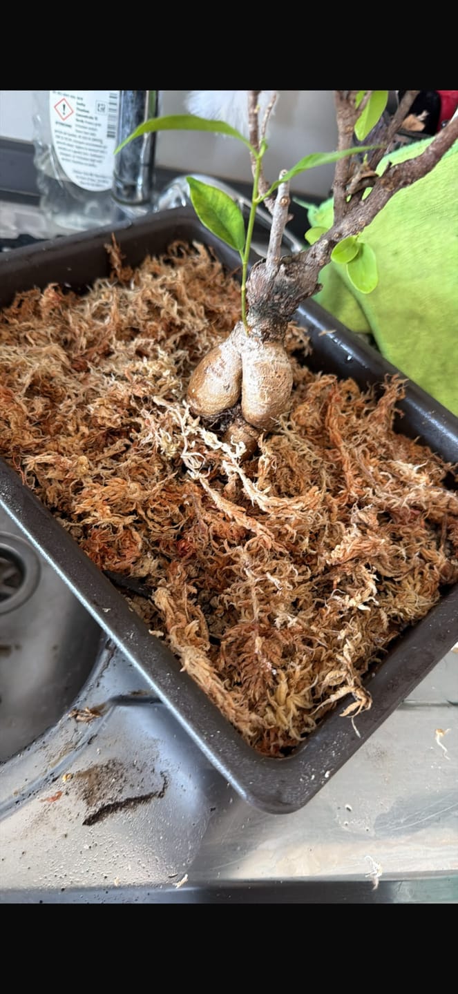 Customer photo review of SFAGNO TOP QUALITY CB®