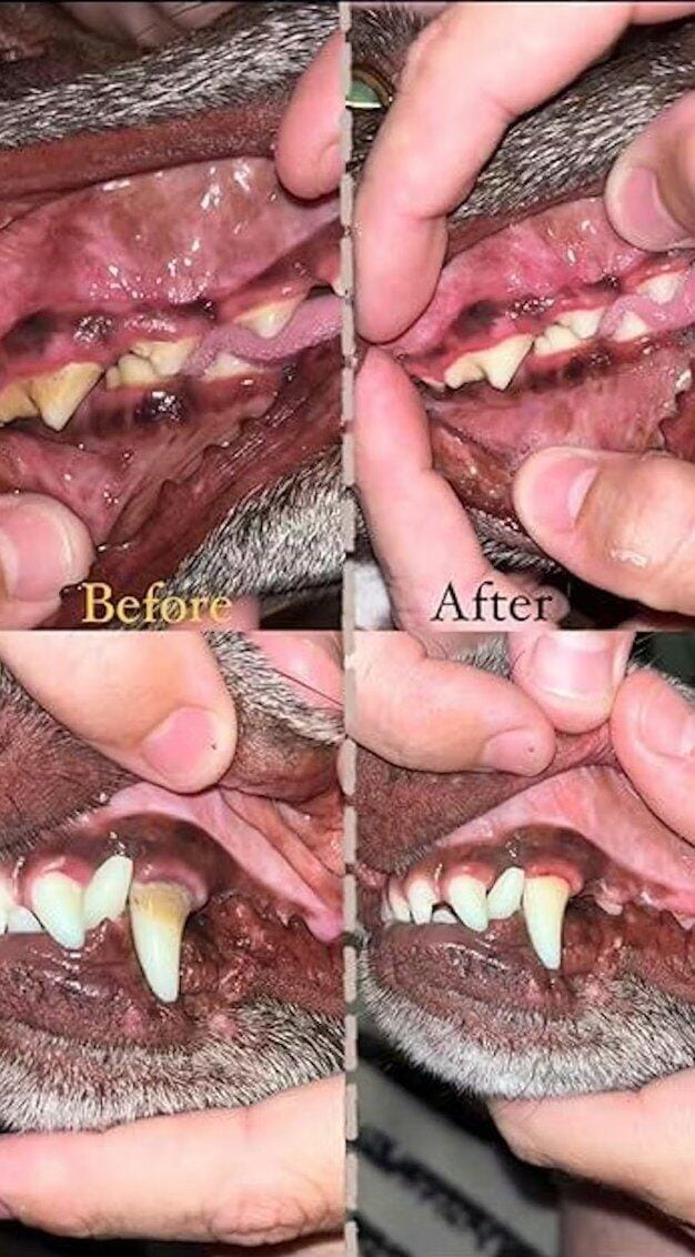 Customer photo review of Nettoyeur Dentaire Ultrasonique pour chien – Une bouche plus saine