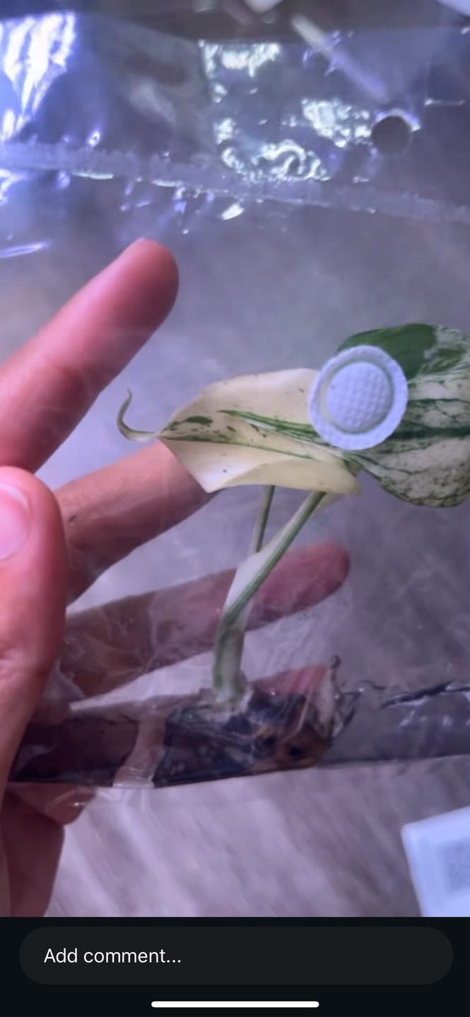 Customer photo review of Monstera Green Snow