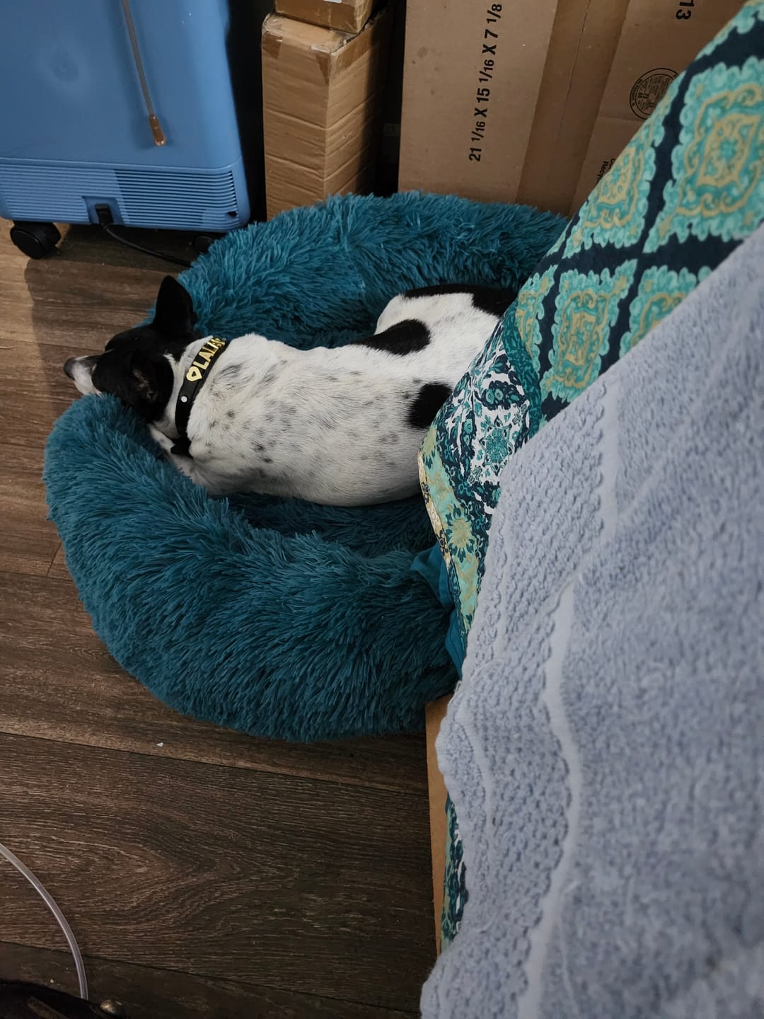 Customer photo review of The Original Fluffy Bean® Pet Bed