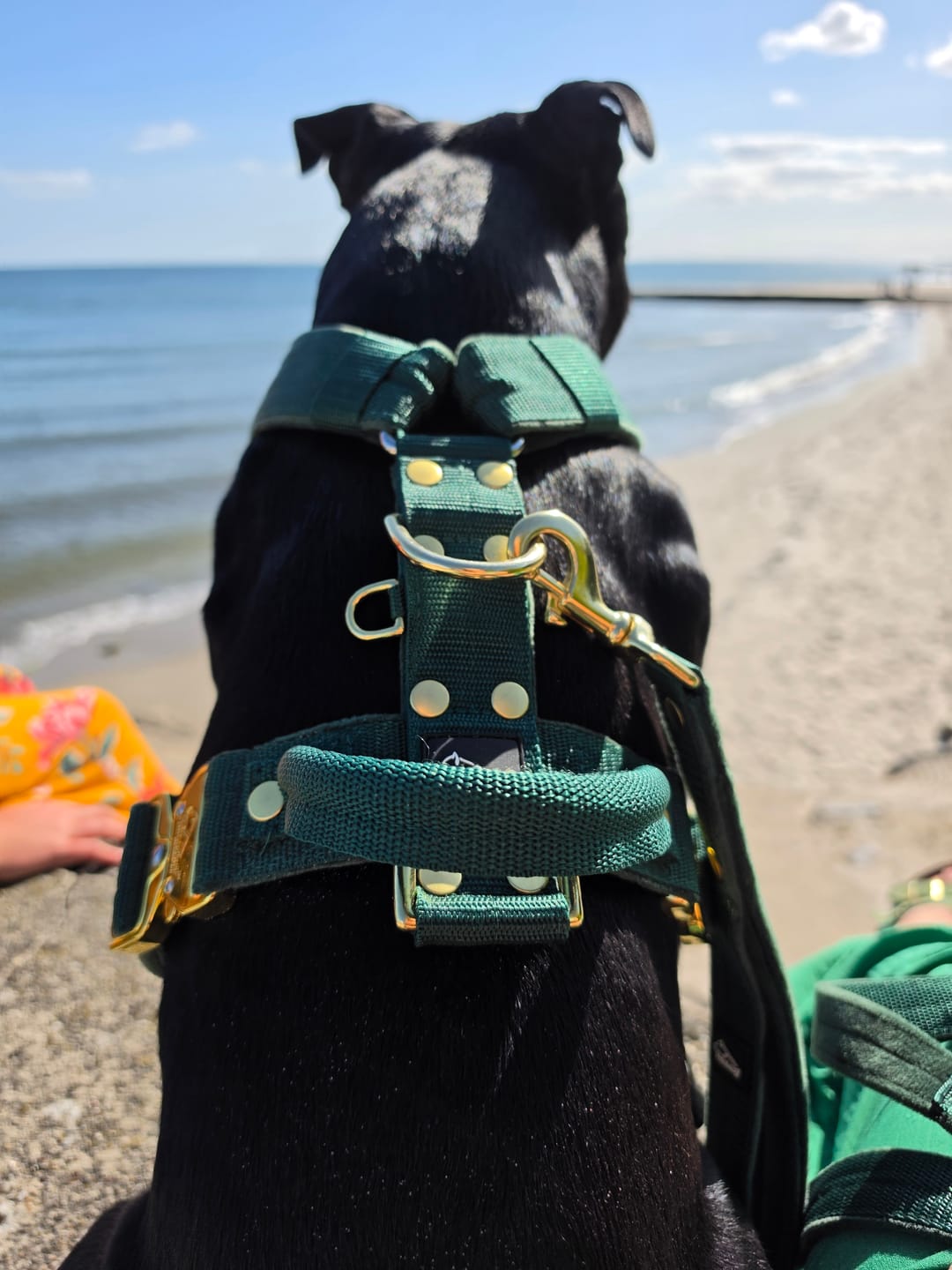 Customer photo review of Easy Walk Extreme Gold Buckle Forest Green - Sele med snabbspänne