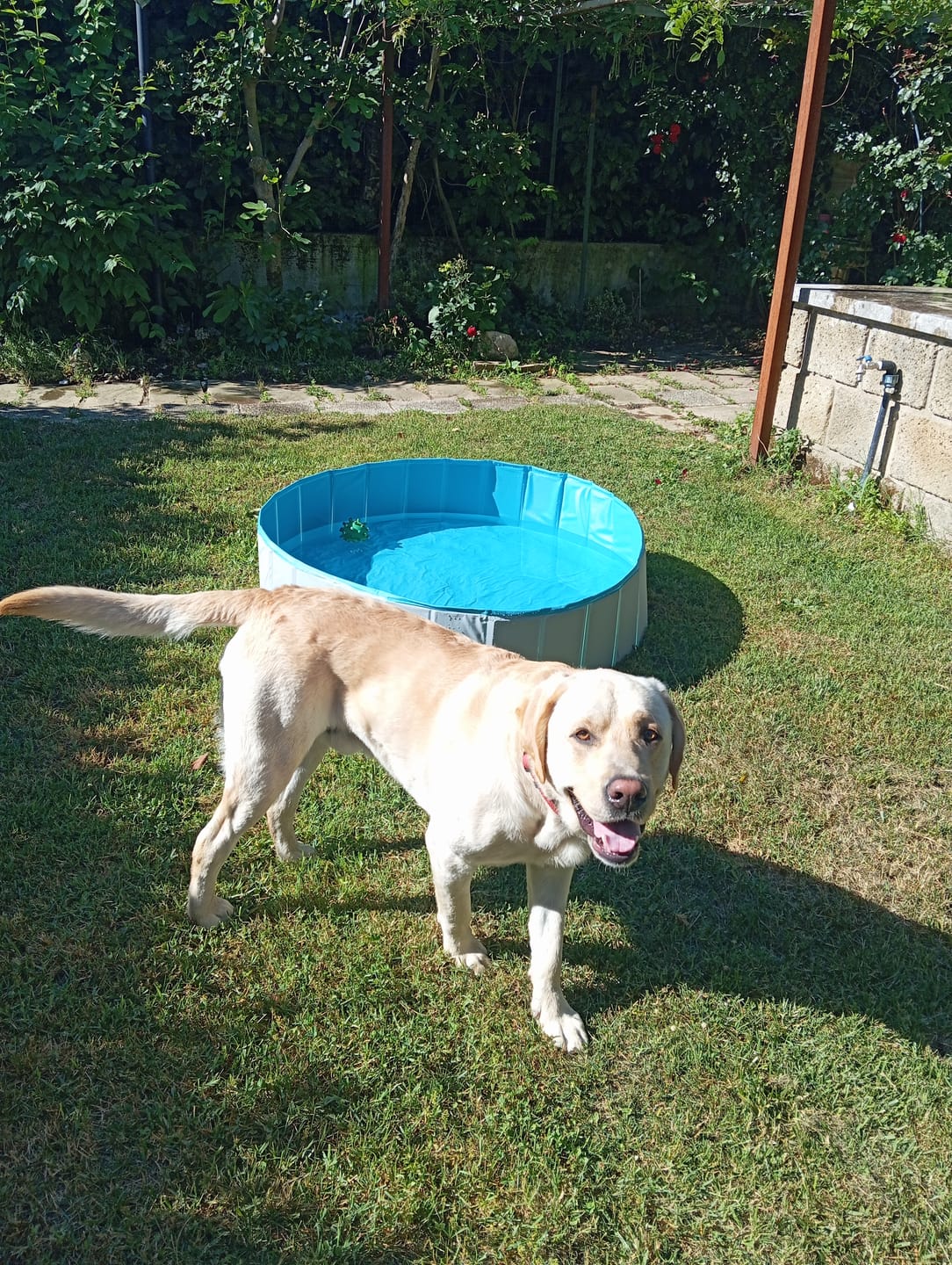 Customer photo review of Crocchette Cute e Manto al Salmone - Cane Adulto - Proteine idrolizzate - Grain Free