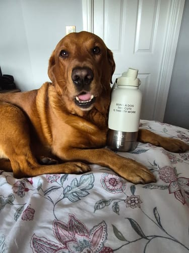 Customer's brown dog resting on a bed with a white Bowl Bottle 2.0 standing nearby.