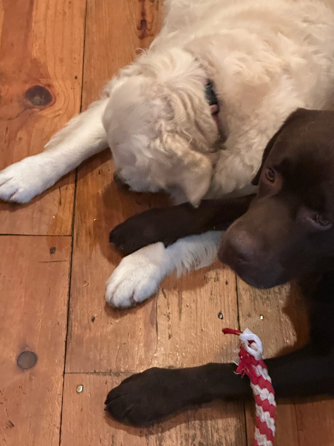Customer photo review of FurLife™ - All Natural Flea & Tick Defense Chews for Dogs