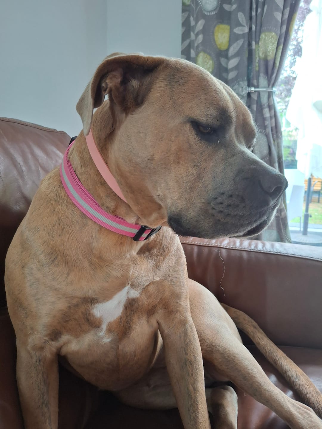 Customer photo review of BIO-COLLAR™ - 8 Months Natural Flea & Tick Protection