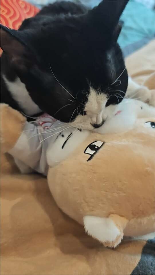 Customer photo review of Peluche Réconfortante pour Chat – Un compagnon doux au quotidien