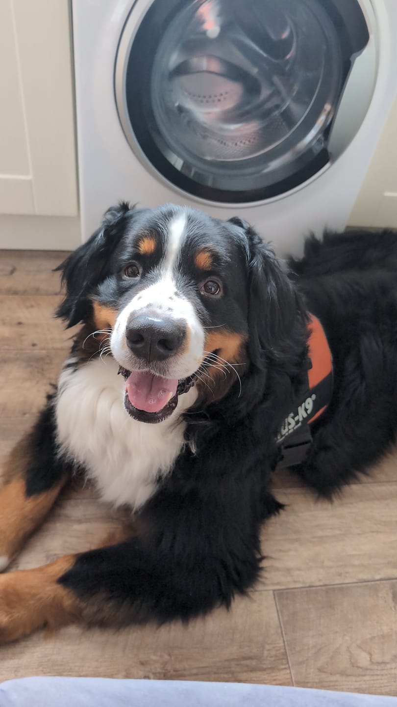 Customer photo review of Dog Spray