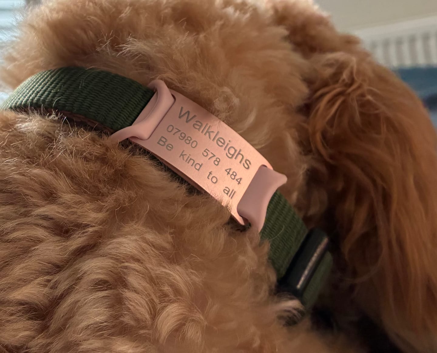 Customer photo review of Dog ID Attachment Tag (8 Colour Choices)