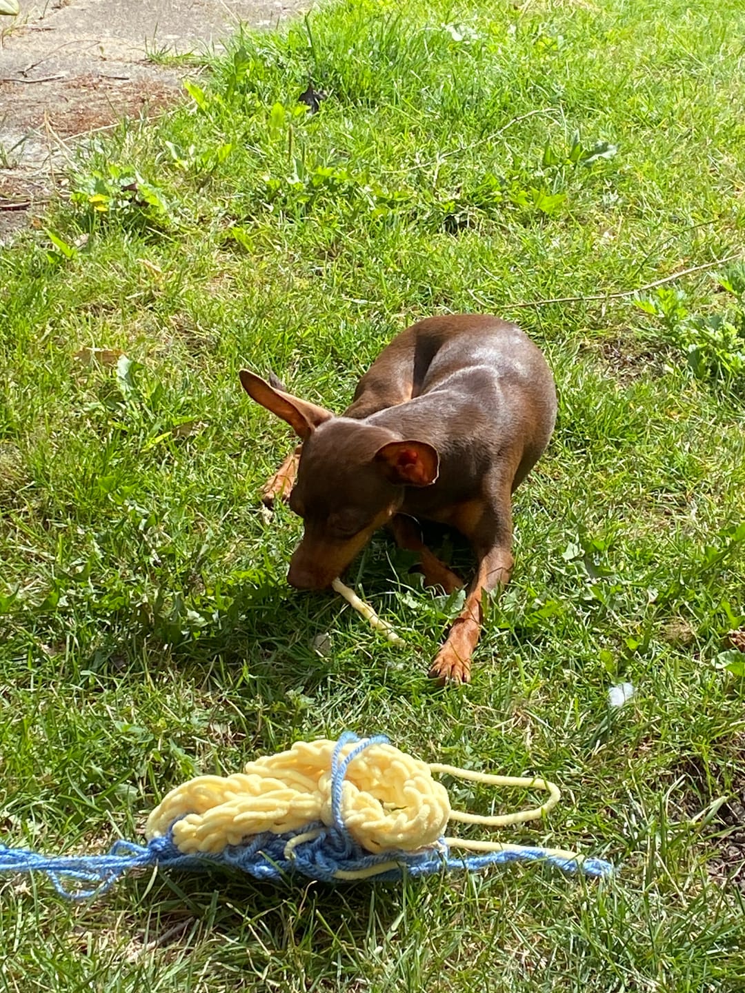 Customer photo review of Dogman - Tyggepinde m. Kylling - 375 gr.
