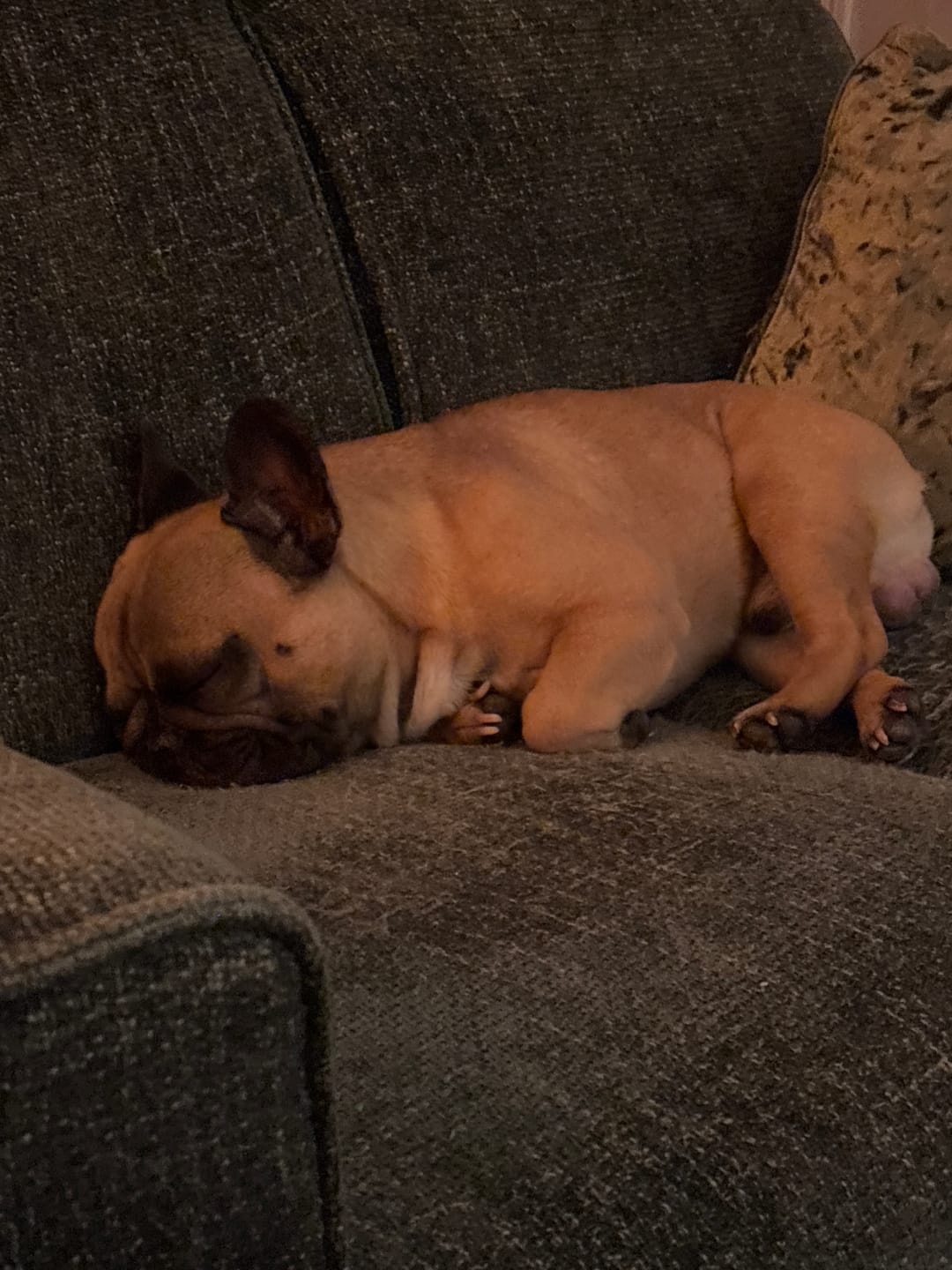 Customer photo review of Chien Adulte Stérilisé / Surpoids Recette Ultra light