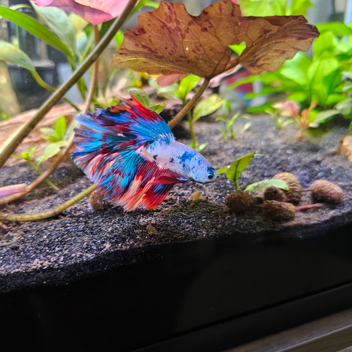 Customer photo review of Multicolor Halfmoon Male Betta Fish | High Grade | Order Directly From Farm |  You Pick Fish |