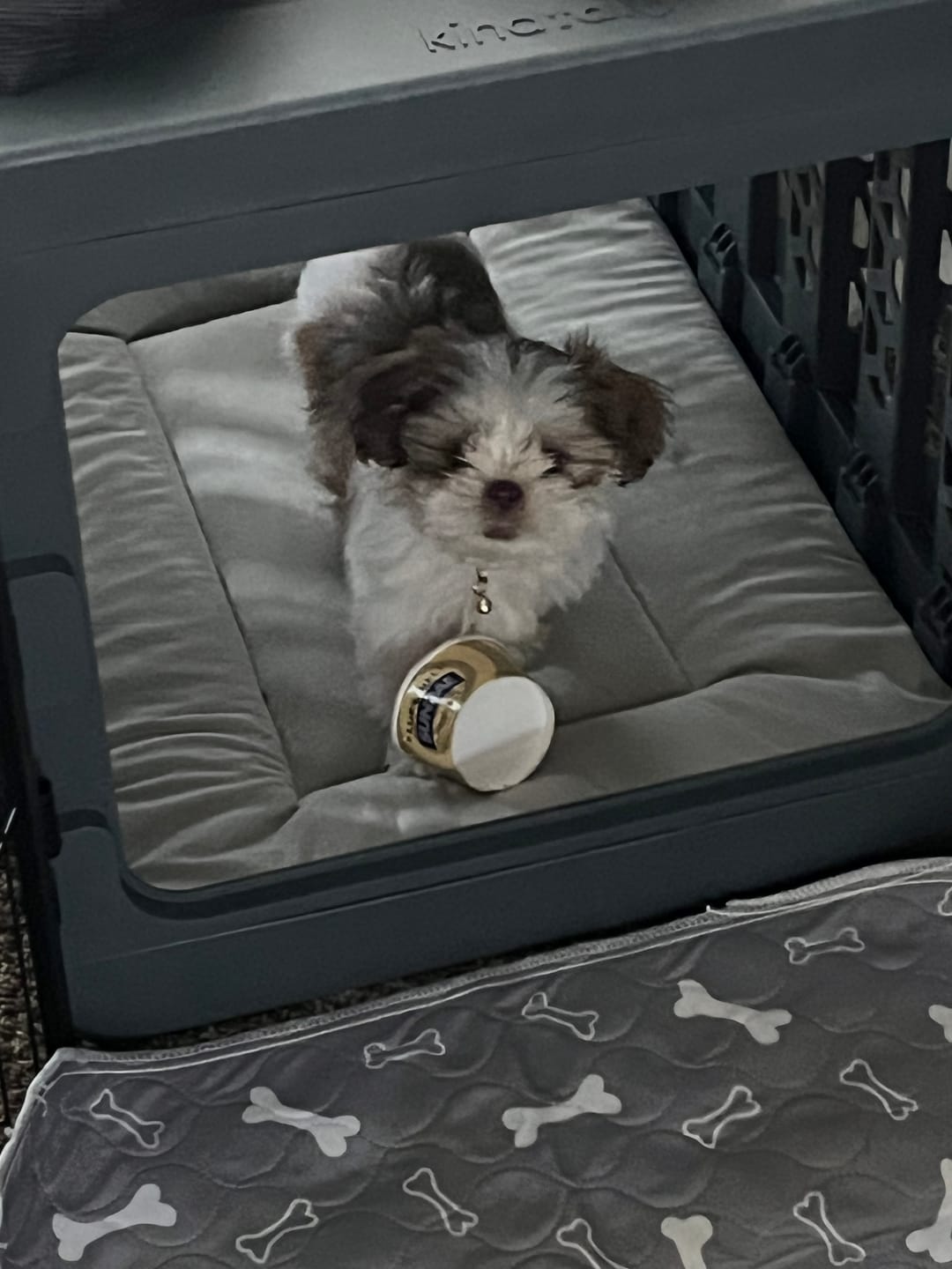 Customer photo review of PAWD®  Modern Collapsible Dog Crate