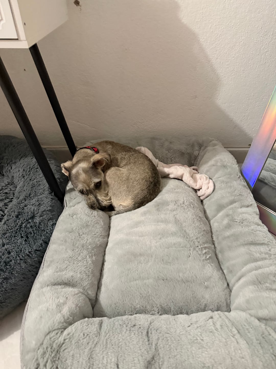 Customer photo review of Cama Sofá para Perros