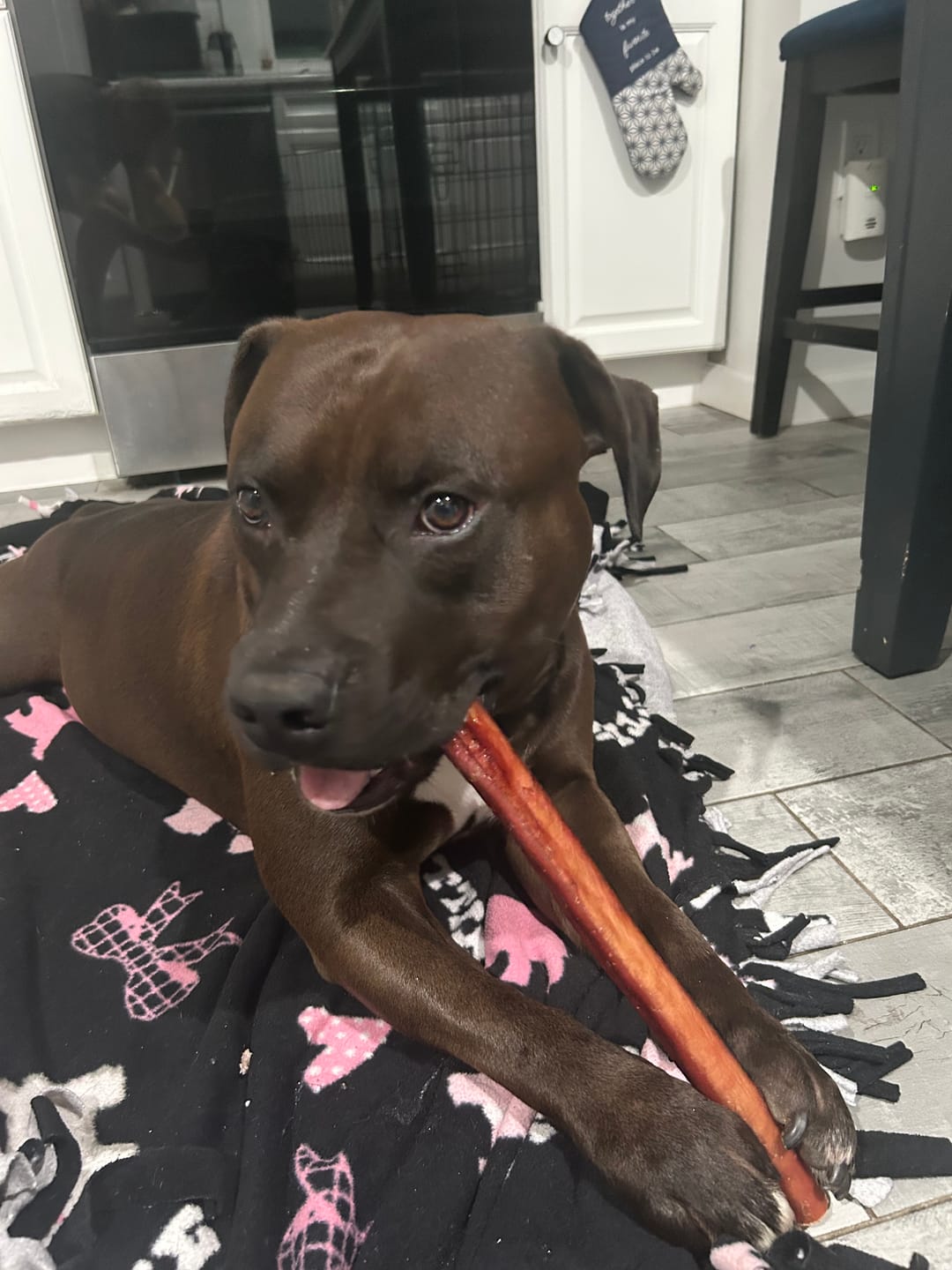 Customer photo review of 12 Inch Monster Bully Stick