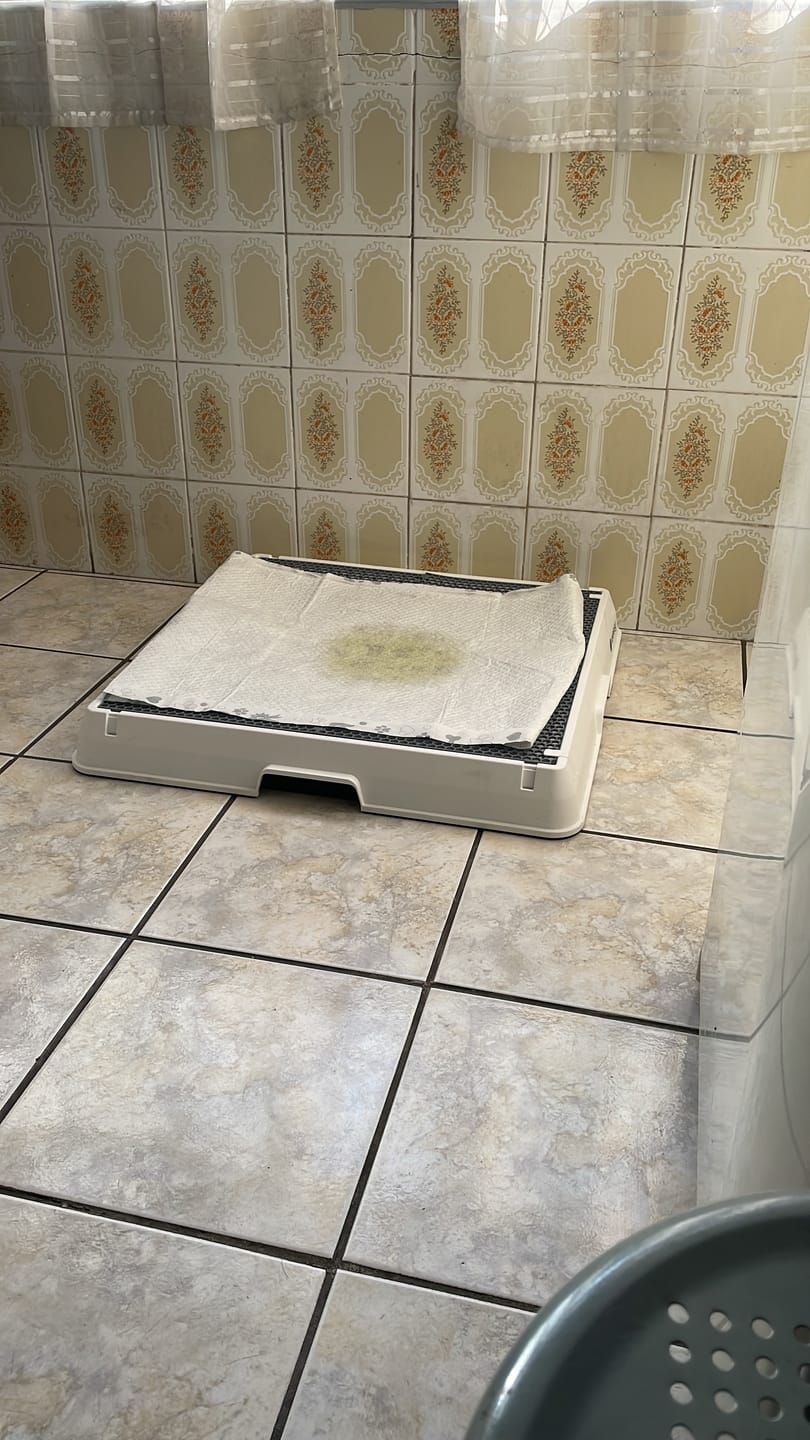 Customer photo review of Weasy Cão | Banheiro inteligente para cachorro