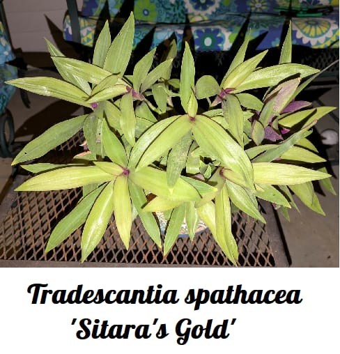 Customer photo review of Tradescantia spathacea 'Sitara's Gold'
