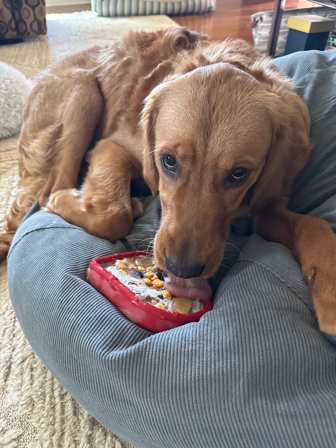 Customer photo review of Freezbone Complete Dog Enrichment Bundle