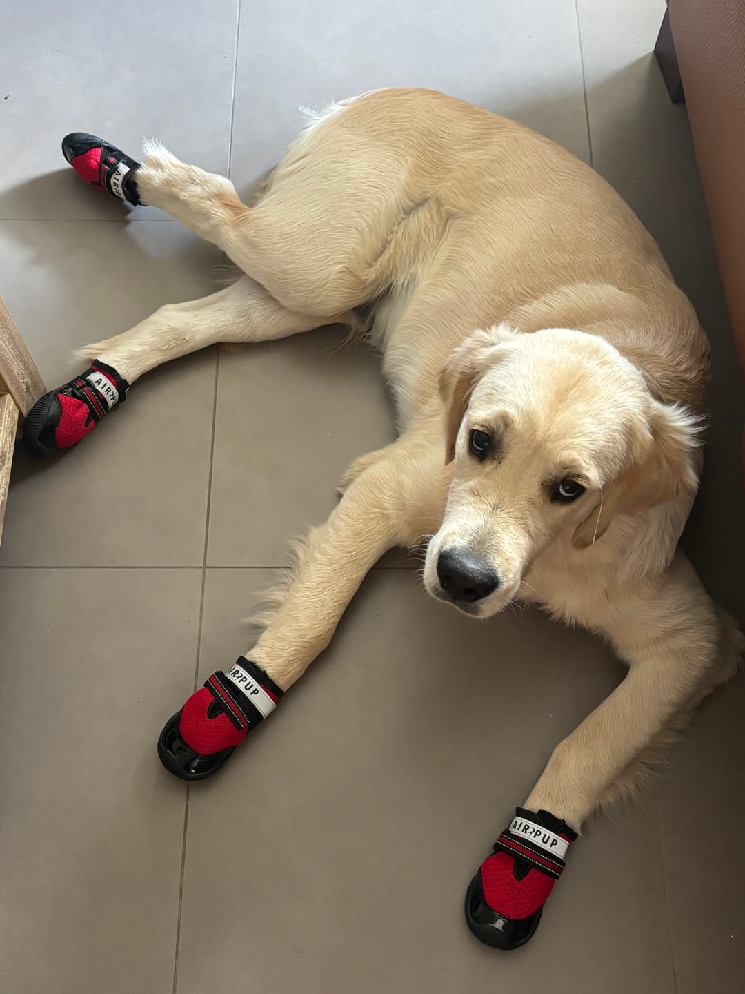 Customer photo review of AIR PUP DOG SHOES - SET OF 4