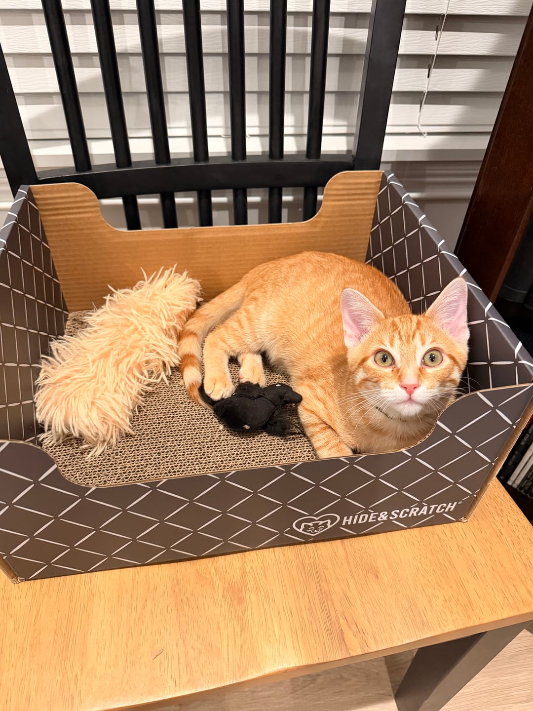 Customer photo review of Hide & Scratch Extra-Large Cat Scratcher Box