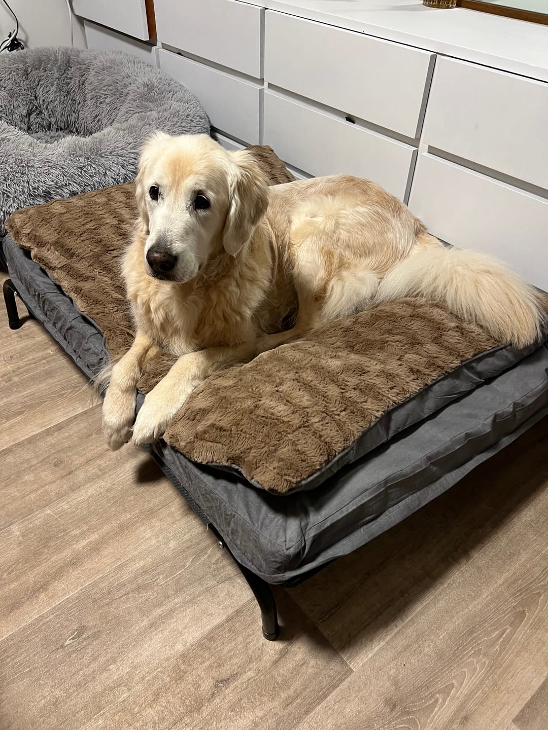 Customer photo review of Dog Memory Foam Mattress