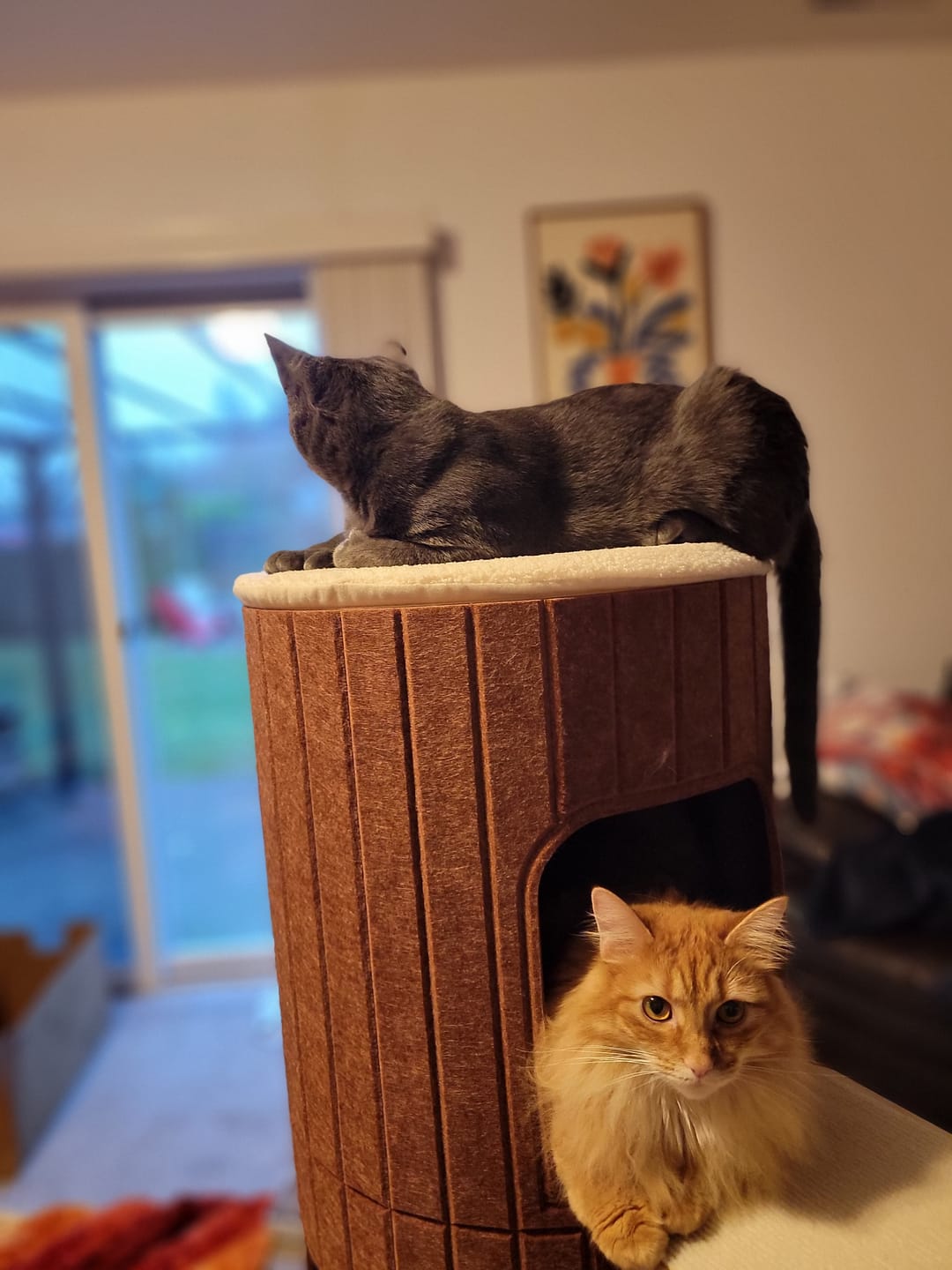 Customer photo review of Cat Christmas Tree - Oct 2026