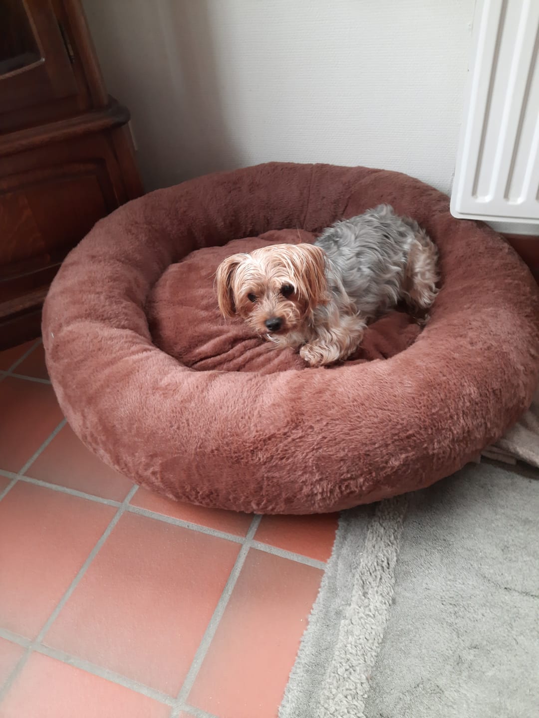 Customer photo review of Pet Perfect Hoes (ENKEL HOES) voor Orthopedische Donutmand - ZONDER VULLING