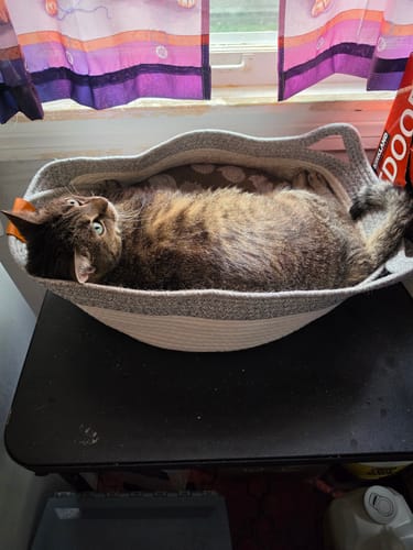 Customer's gray and white cat resting comfortably inside the Instinct Basket, placed on a table near a window.