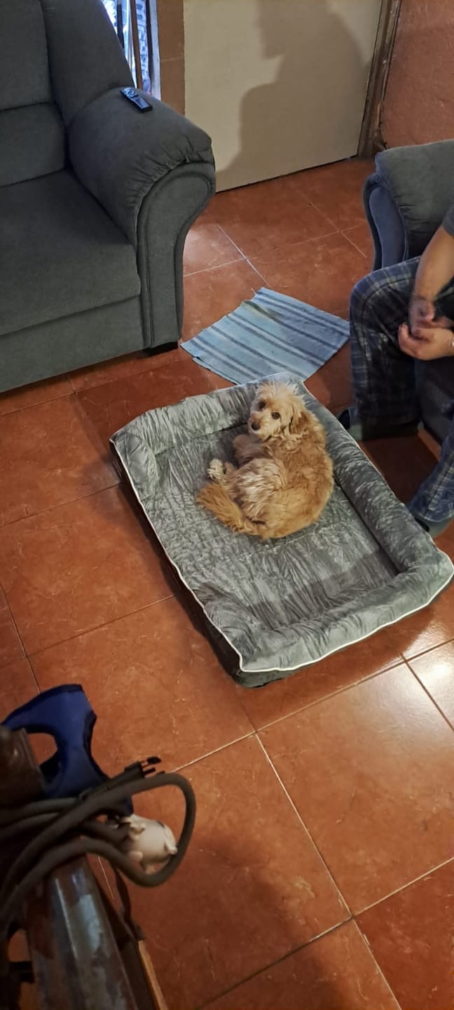 Customer photo review of Cama Ortopédica para Perros