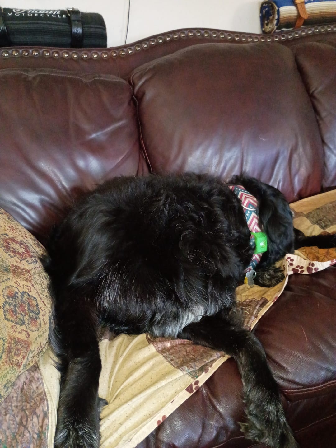 Customer photo review of FurLife™ 12 Months Flea and Tick Free