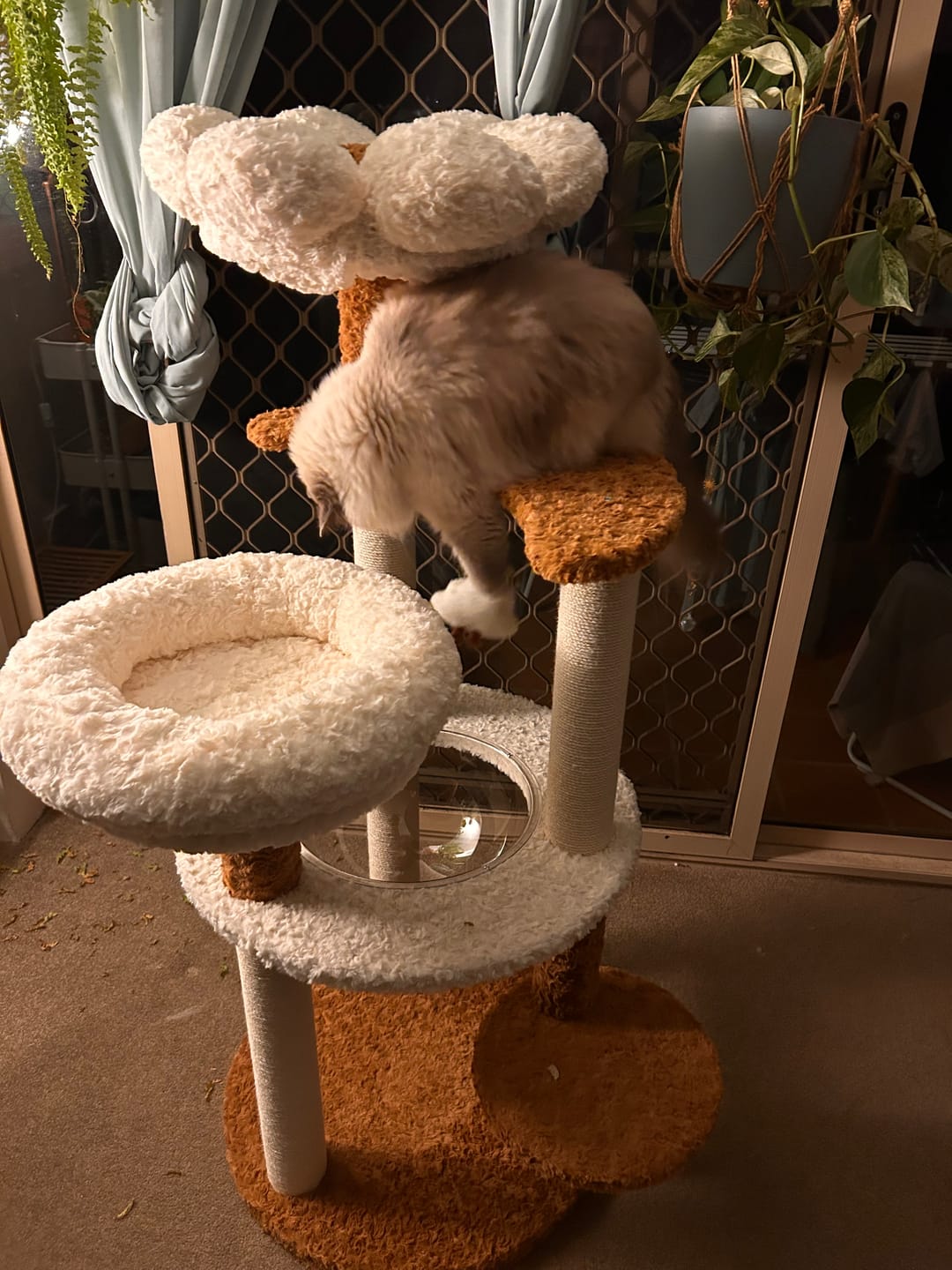 Customer photo review of Natural Bloom Multi-Platform Cat Tree