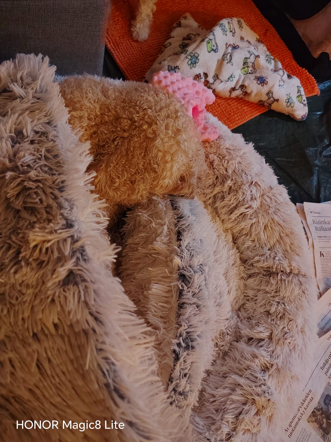 Customer photo review of CozyCave™ rauhoittava luolapeti koirille