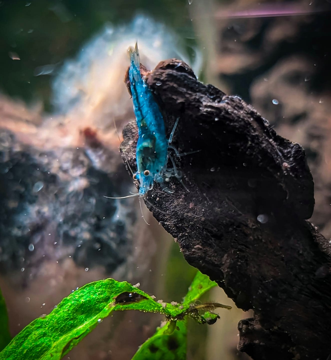 Customer photo review of Blue Velvet Shrimp