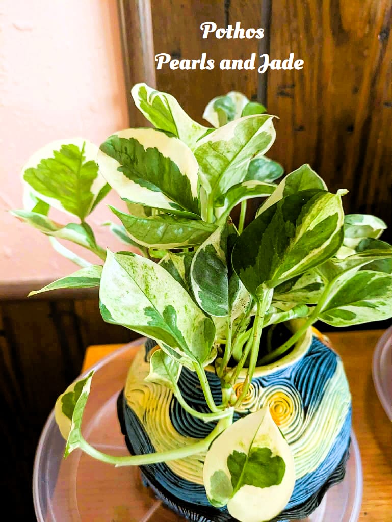 Customer photo review of Pothos Epipremnum aureum 'Pearls and Jade'
