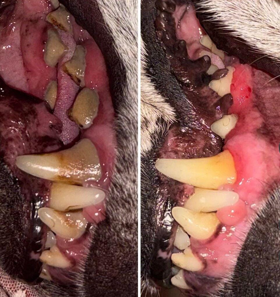 Customer photo review of Nettoyeur Dentaire Ultrasonique pour chien – Une bouche plus saine