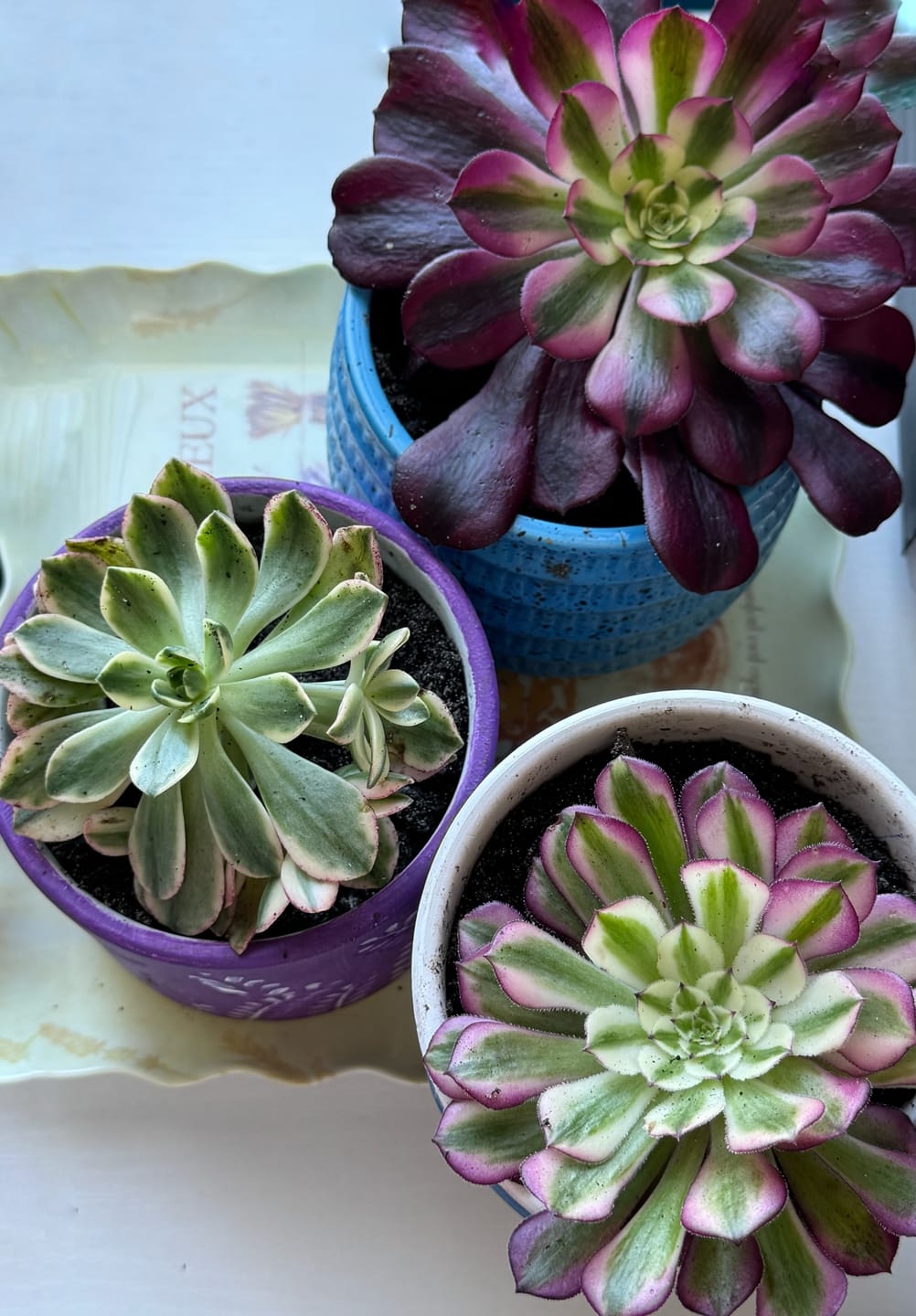 Customer photo review of Aeonium Bronze Medal Variegated 'Sweet Tea'