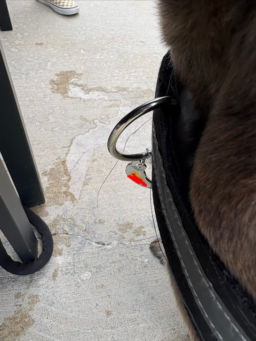 Customer photo review of Personalized Dog Harness