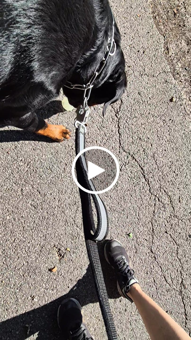 Customer video review of Guard Leash Safe Svart - Väktarkoppel med handtag & reflex