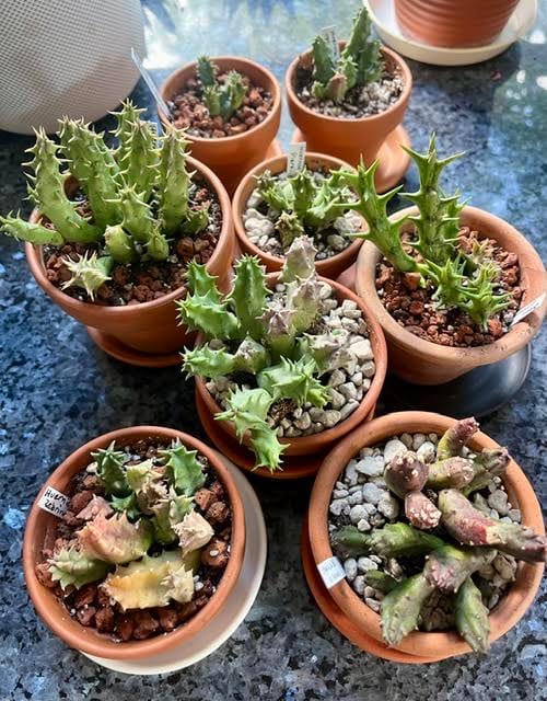 Customer photo review of Venda de Suculentas Selecção Asclepias